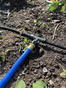 Read more about the article Preparing Your Yard for Winter: 7 Yard Maintenance Tips