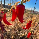 Preparing Fall Landscapes: Late Summer Tasks to Get Ahead