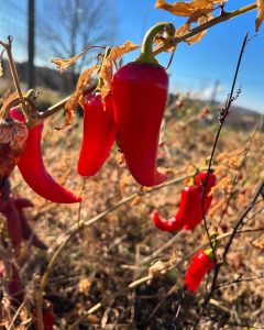 Read more about the article Preparing Fall Landscapes: Late Summer Tasks to Get Ahead