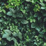 Pruning for Success: Why Late Winter Is the Best Time