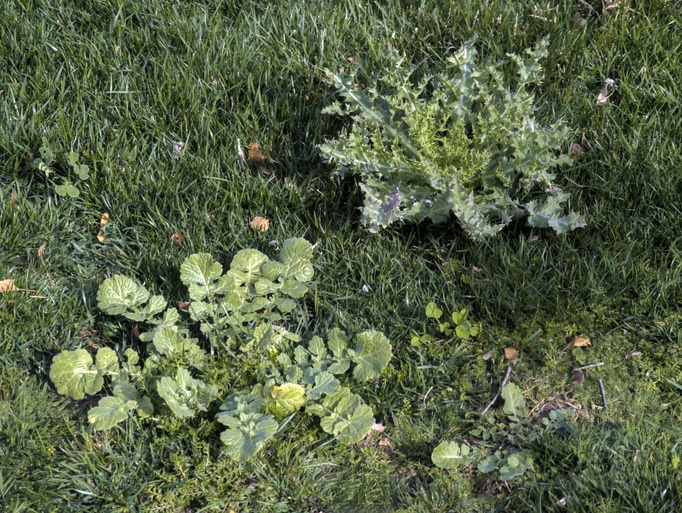 You are currently viewing How to Control Weeds Before They Take Over This Summer